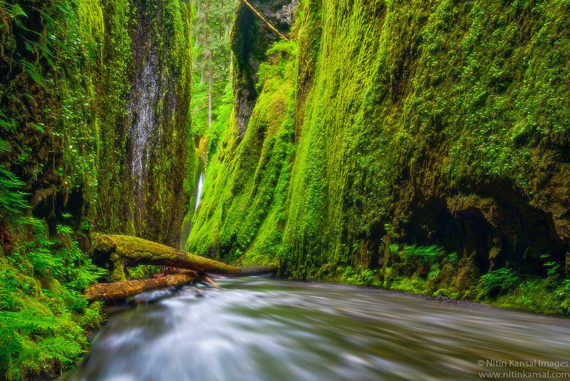 Dòng suối Oneonta Gorge (Oregon)
