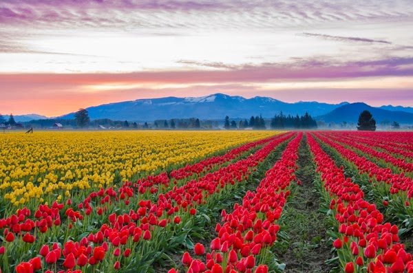Cánh đồng hoa tu-líp ở thung lũng Skagit (Washington)