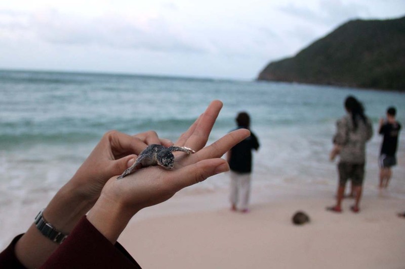 Rùa đẻ trừng ở Hòn Cau 