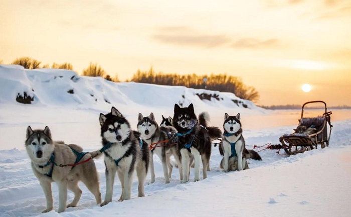 Cưỡi xe chó kéo Husky Siberia